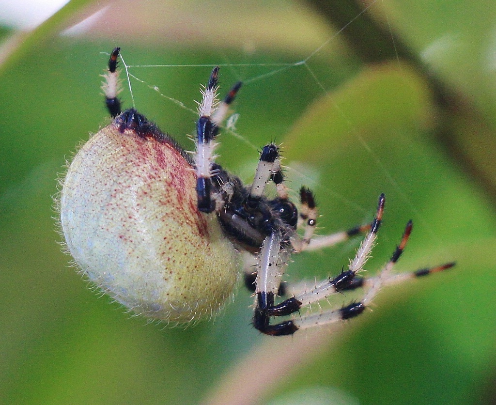 Garden Spider