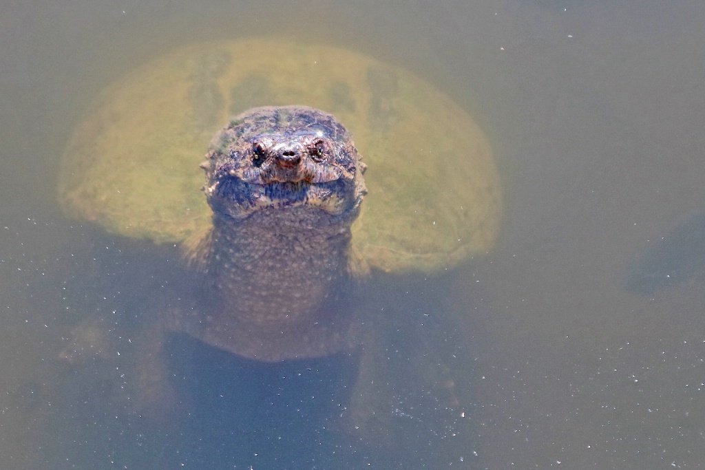 Happy Turtle