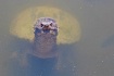 Happy Turtle