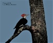 Woodpecker