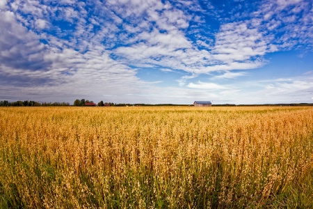 Golden Oat Fields