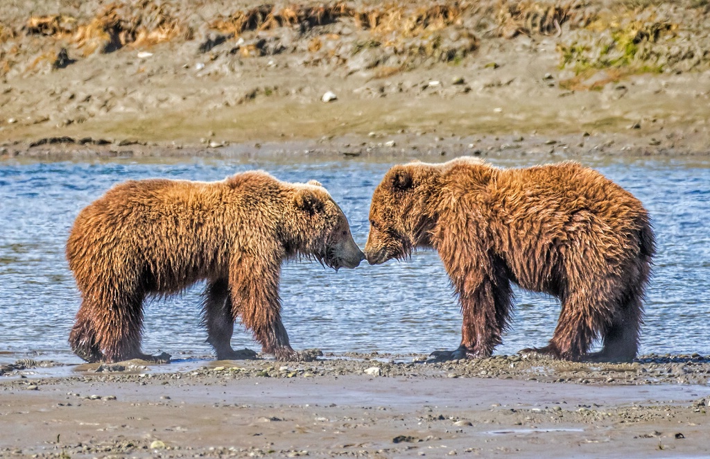 Nose to Nose  