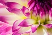 Beauty Of Petals