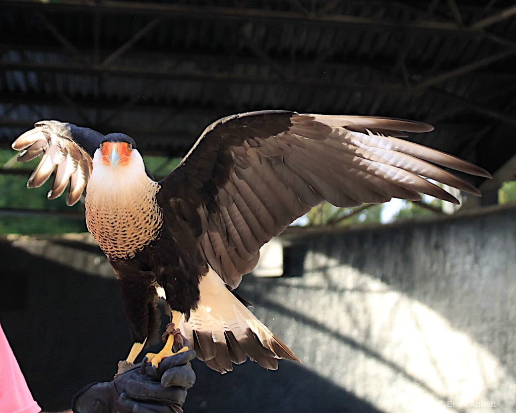 CARACARA - ID: 15459385 © Emile Abbott