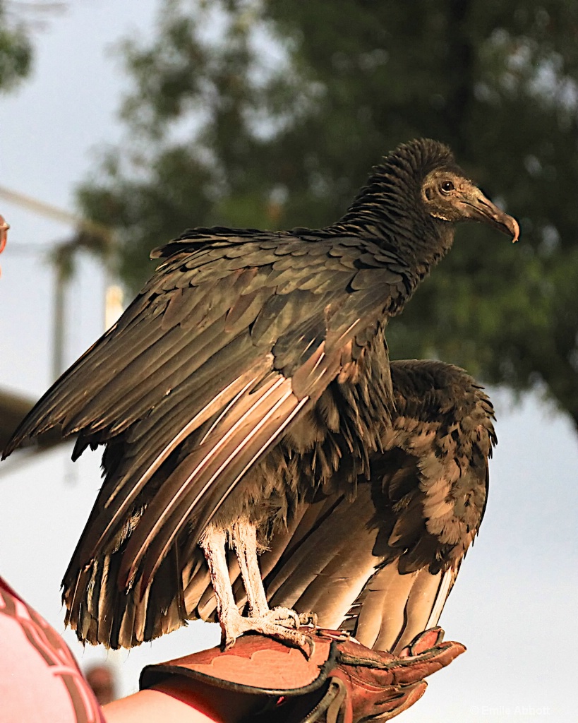 BLACK VULTURE - ID: 15459386 © Emile Abbott