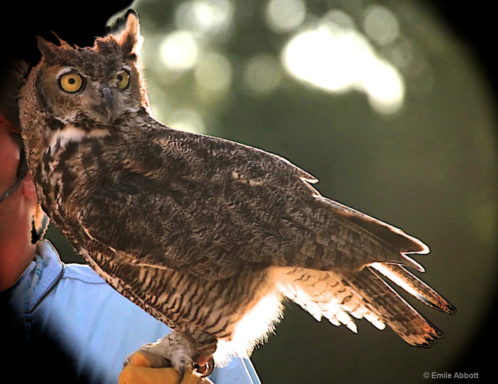 GREAT HORNED OWL - ID: 15459387 © Emile Abbott