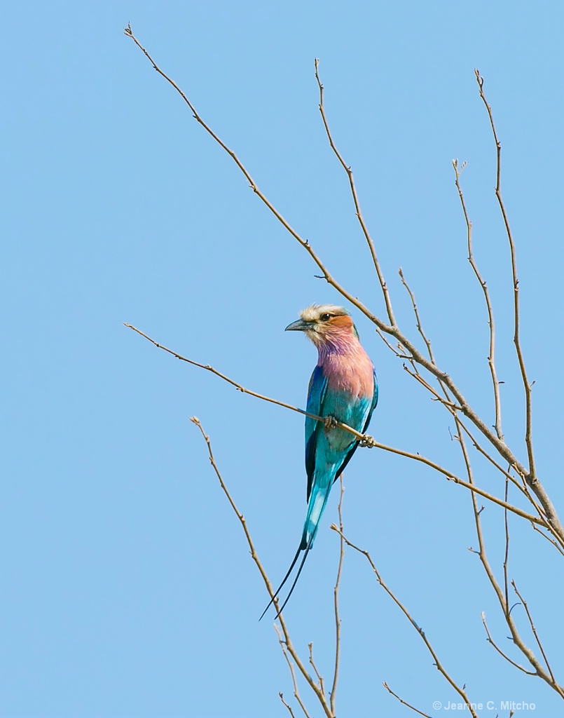 Lilac Breasted Roller - ID: 15459491 © Jeanne C. Mitcho