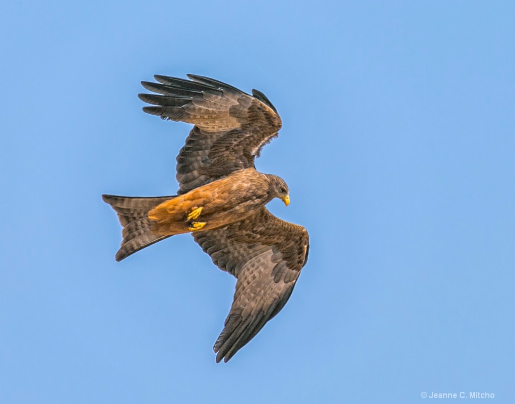 Yellow Billed Kite - ID: 15459492 © Jeanne C. Mitcho