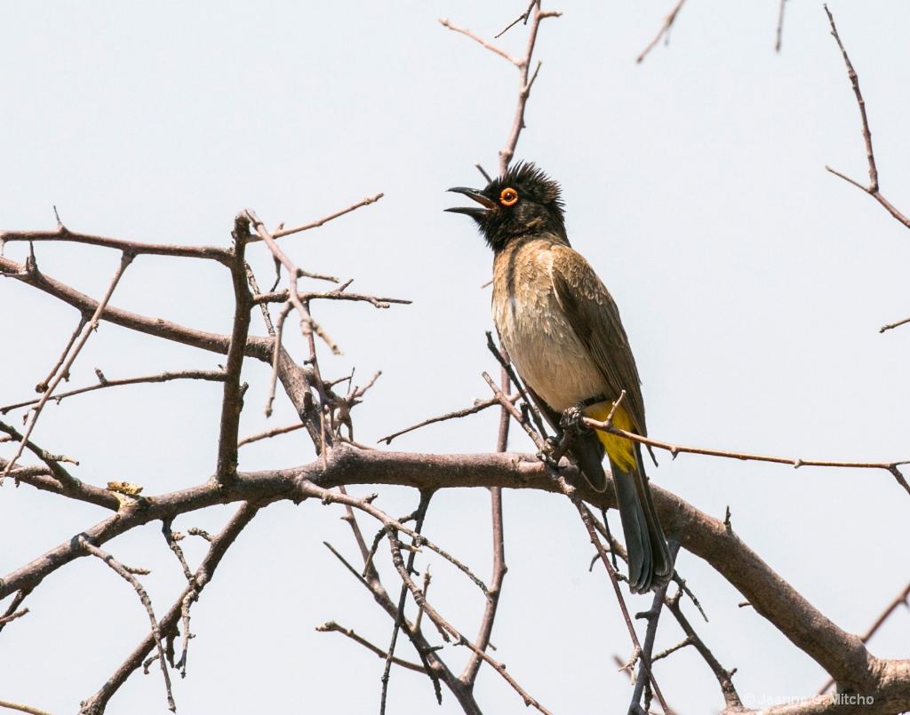 Red-eyed Bulbul