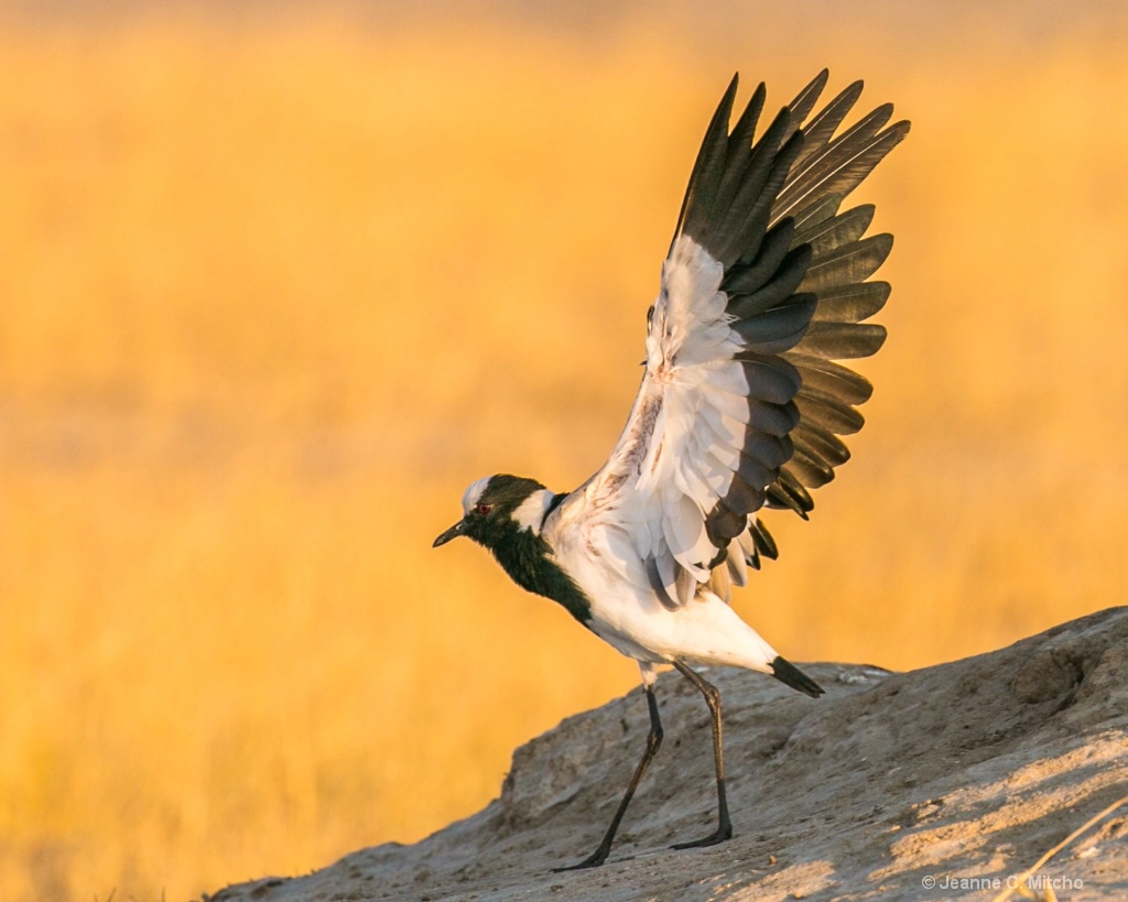 Blacksmith Lapwing - ID: 15459526 © Jeanne C. Mitcho