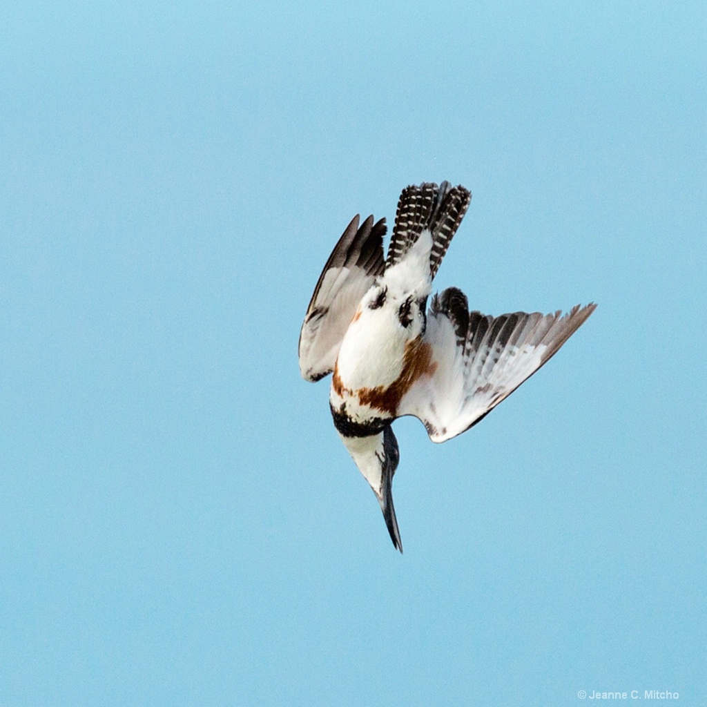 Kingfisher - ID: 15459547 © Jeanne C. Mitcho