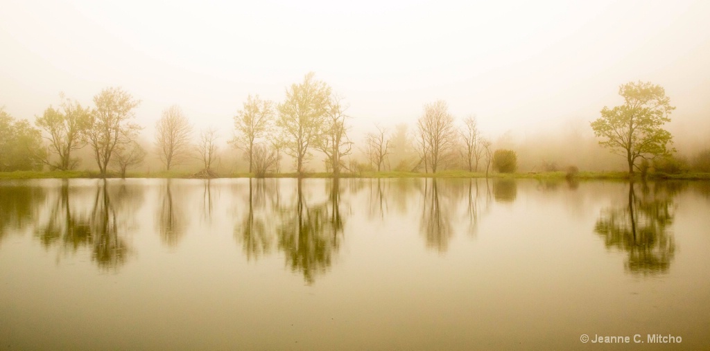 Foggy Morning at Finzel Swamp - ID: 15459571 © Jeanne C. Mitcho