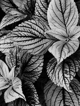 Coleus Leaves