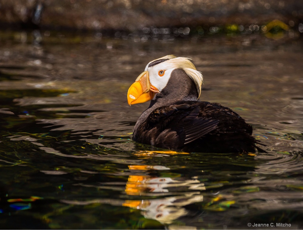 Tufted Puffin - ID: 15459675 © Jeanne C. Mitcho