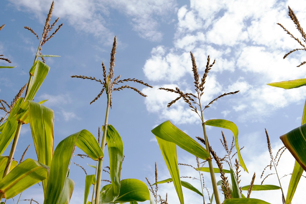 Corn field