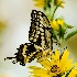 2Swallowtail - ID: 15459899 © Sherry Karr Adkins