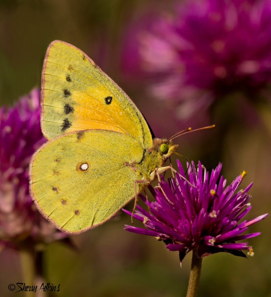 Butterfly - ID: 15459910 © Sherry Karr Adkins