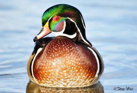 Wood duck