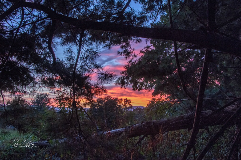 Through The Pines