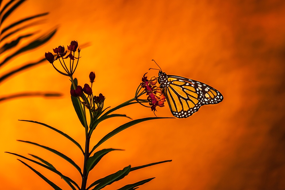 Migrating Monarch