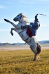 Mongolia horse