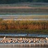 © Thomas A. Statas PhotoID # 15460049: Bombay Hook 2017-09-30
