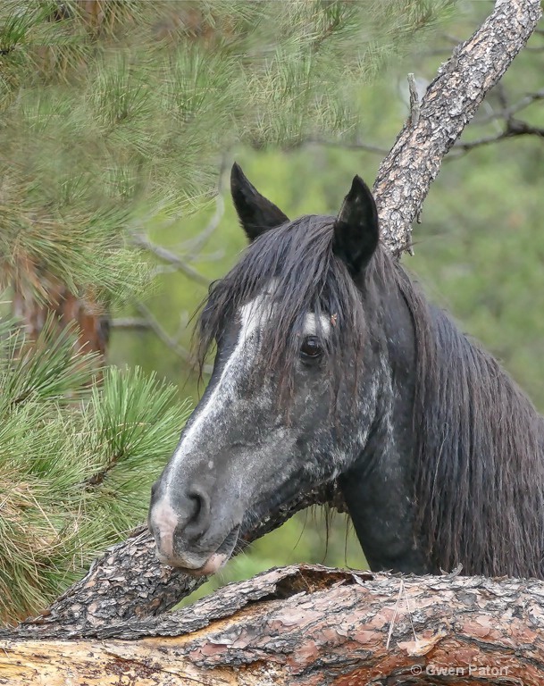 Wild Mustang Posing