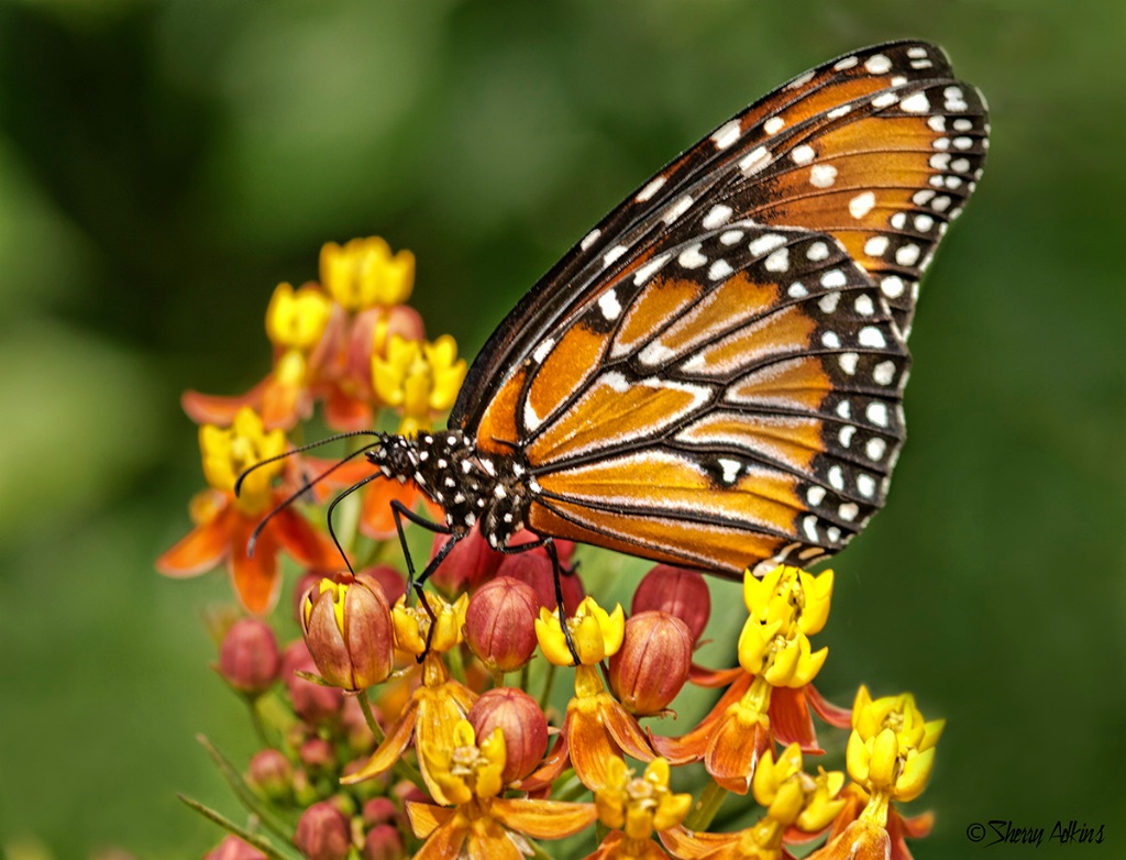 Butterfly - ID: 15460349 © Sherry Karr Adkins