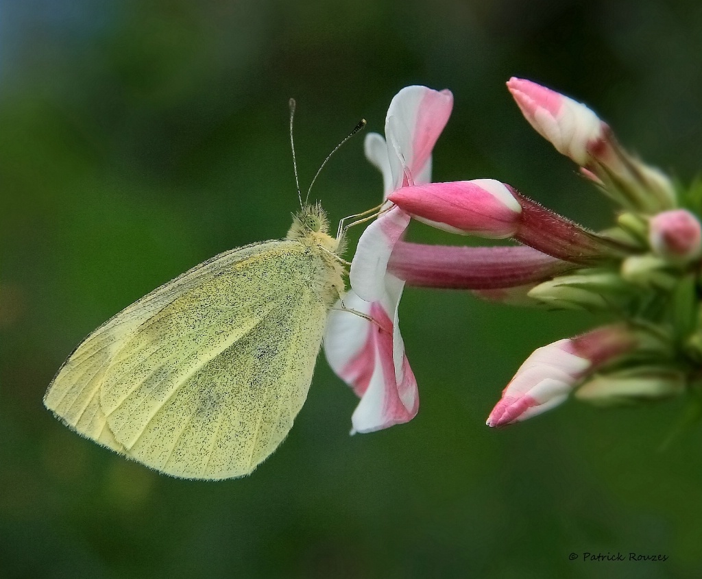 Butterfly On Phlox