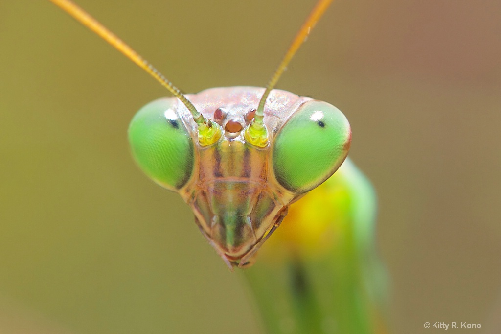 Portrait of the Praying Mantis 
