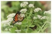 monarch