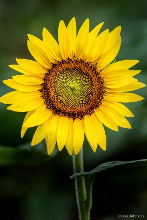 Perfect Sunflower 7-22-17 108