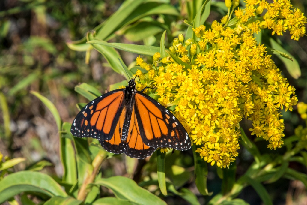 Monarch Butterfly