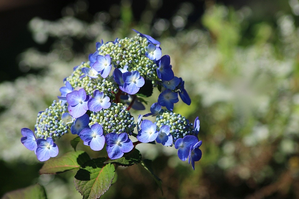 Hydrangea Blues