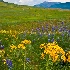 © Phil Burdick PhotoID # 15460679: Crested Butte CO