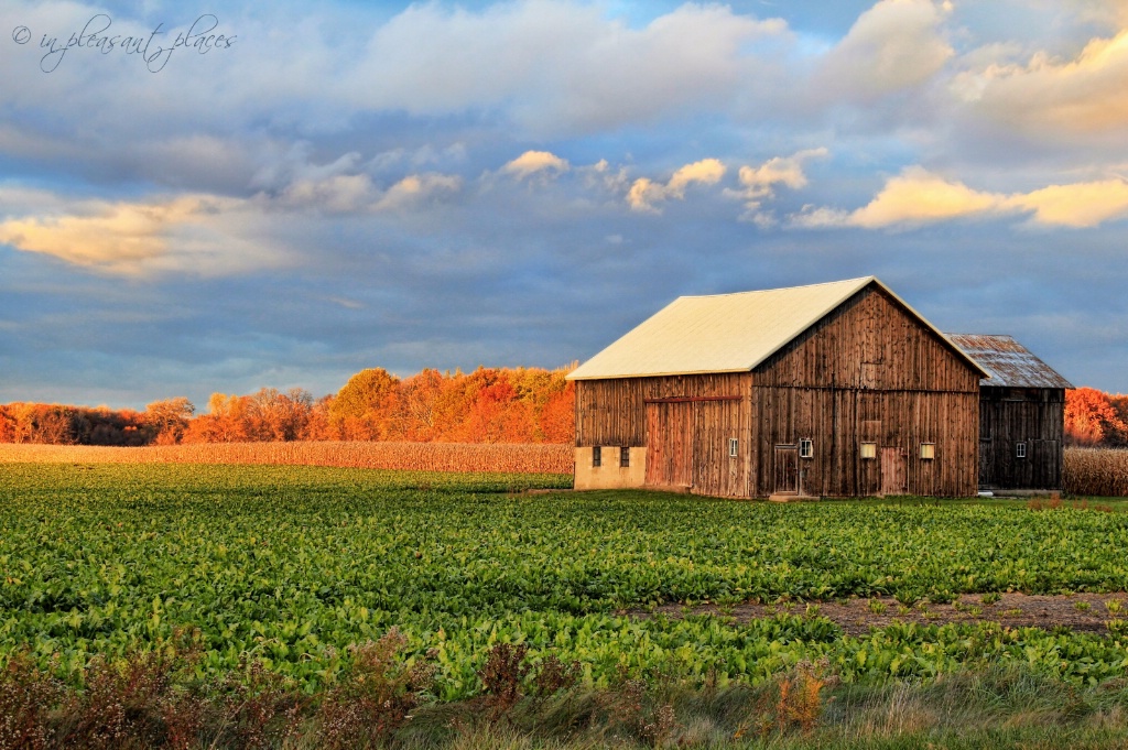 Harvest Sunset