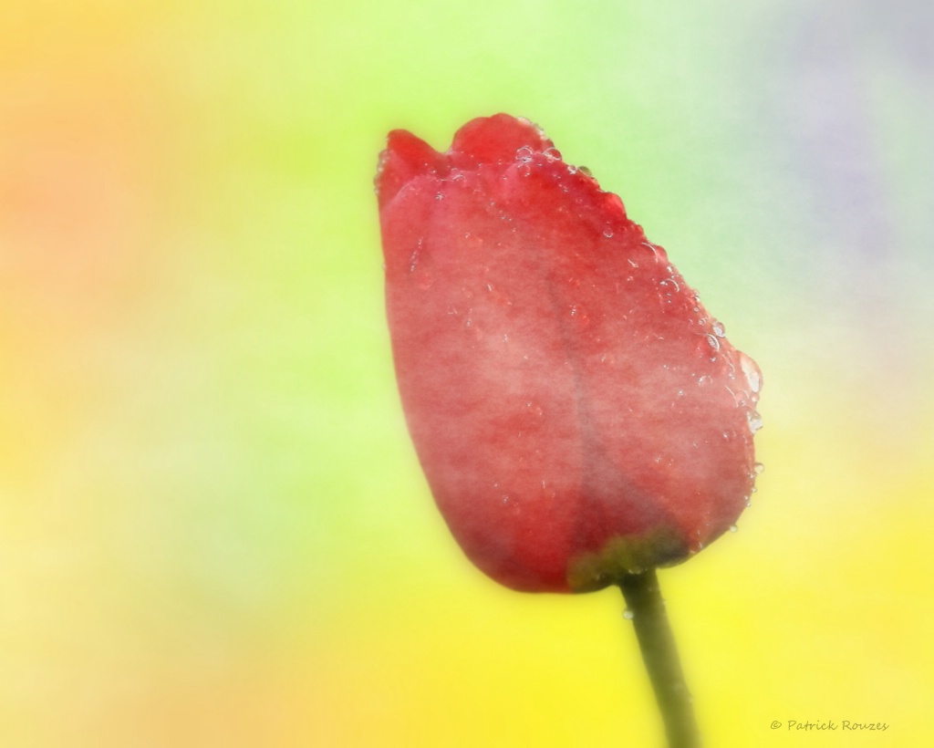 Tulip In Mist