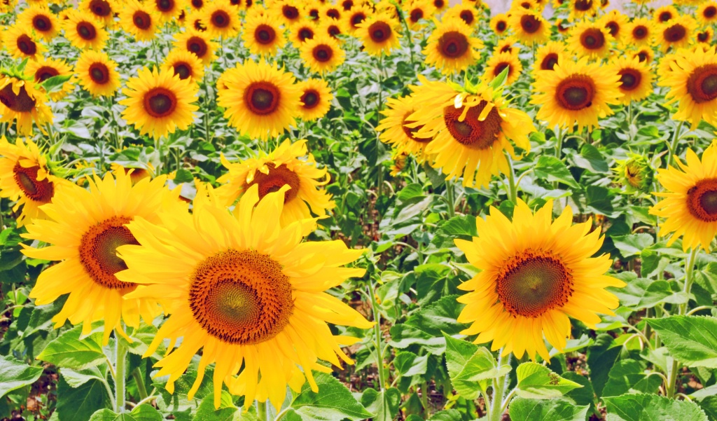 Sunflower Field.