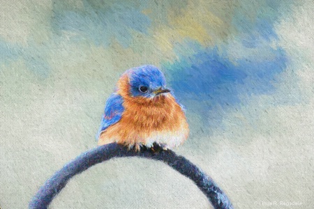 Blue bird of Happiness