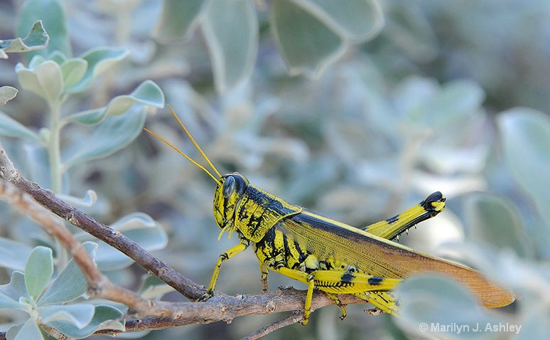 Grasshopper, Waco, TX