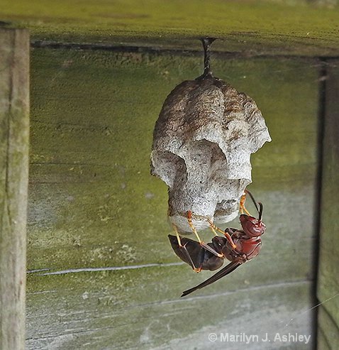 Red Wasp on Nest Cullinan Park, Sugar Land