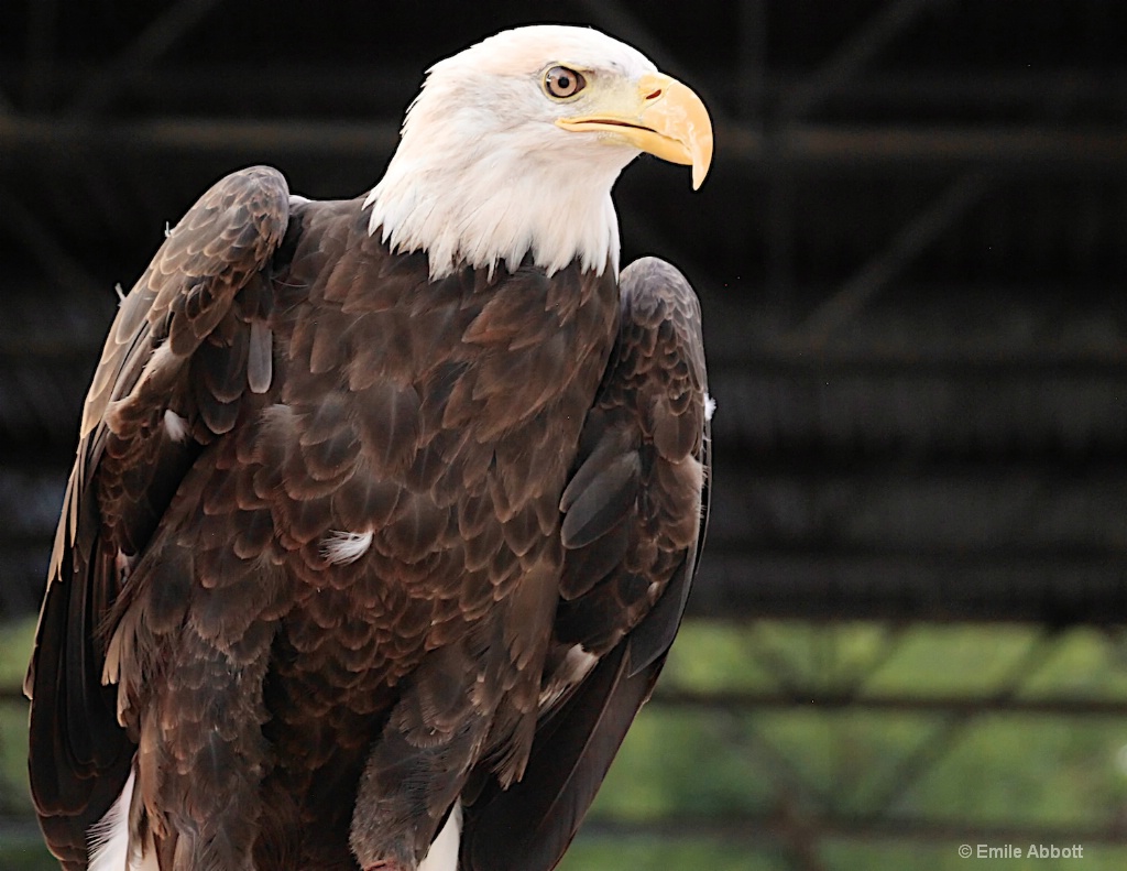 Bald Eagle - ID: 15460798 © Emile Abbott