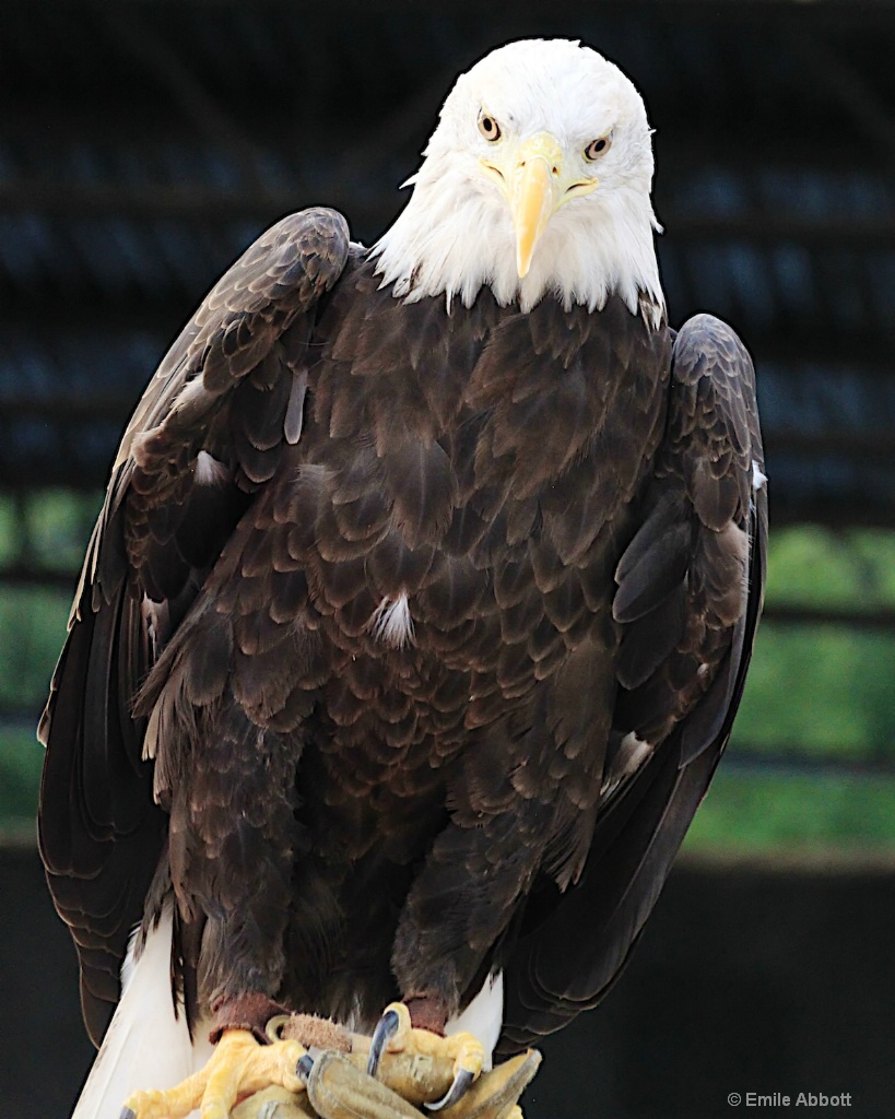 Bald Eagle full frontal - ID: 15460799 © Emile Abbott