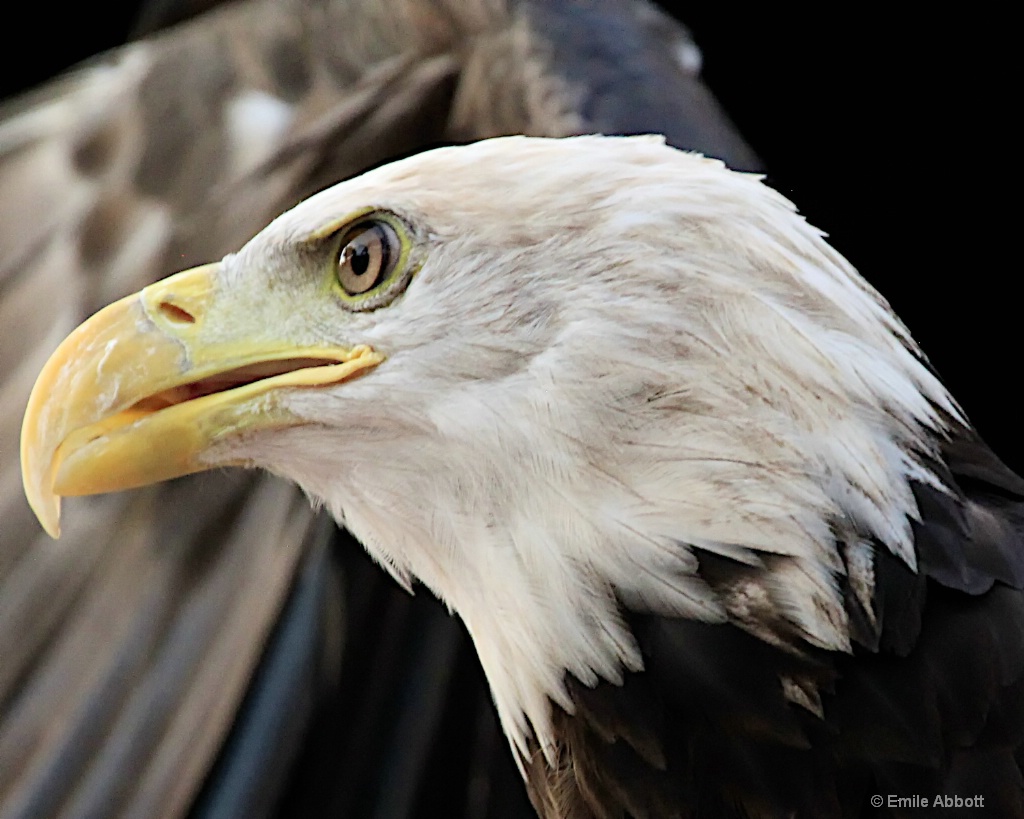 Close-up Bald Eagle - ID: 15460800 © Emile Abbott