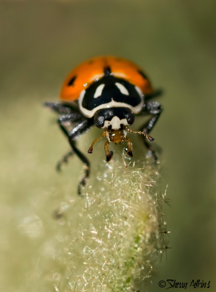 Up close and personal with a ladybug - ID: 15460855 © Sherry Karr Adkins