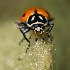 2Up close and personal with a ladybug - ID: 15460855 © Sherry Karr Adkins