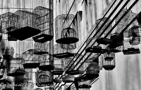 ~ ~ HANGING CAGES ~ ~