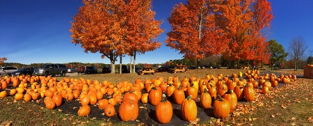 Pumpkins Galore