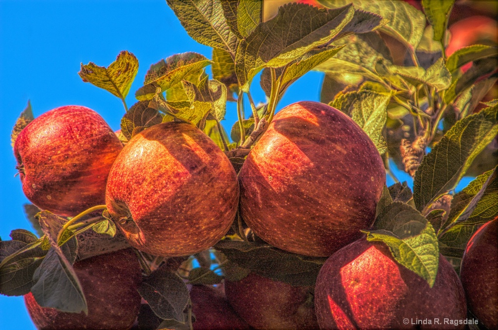 Ready to Harvest