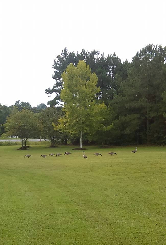 Canada geese in the morning